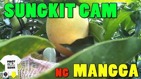 sungkit ng mangga in english|sungkit .